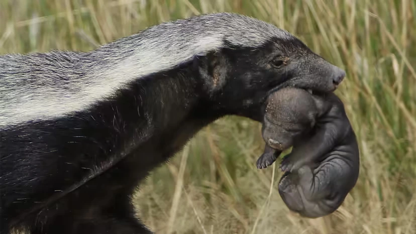 Honey Badger Facts: Small Body, Big Reputation