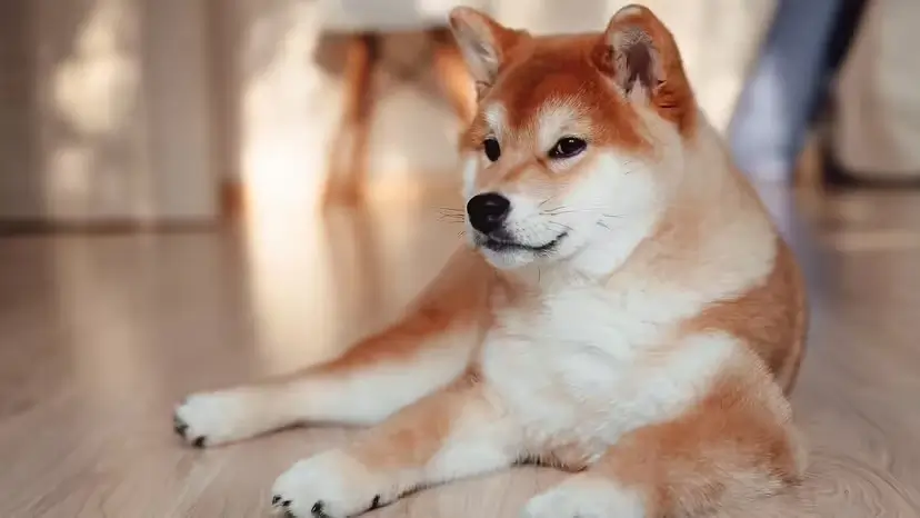 2025103115705260.webp 6.webp