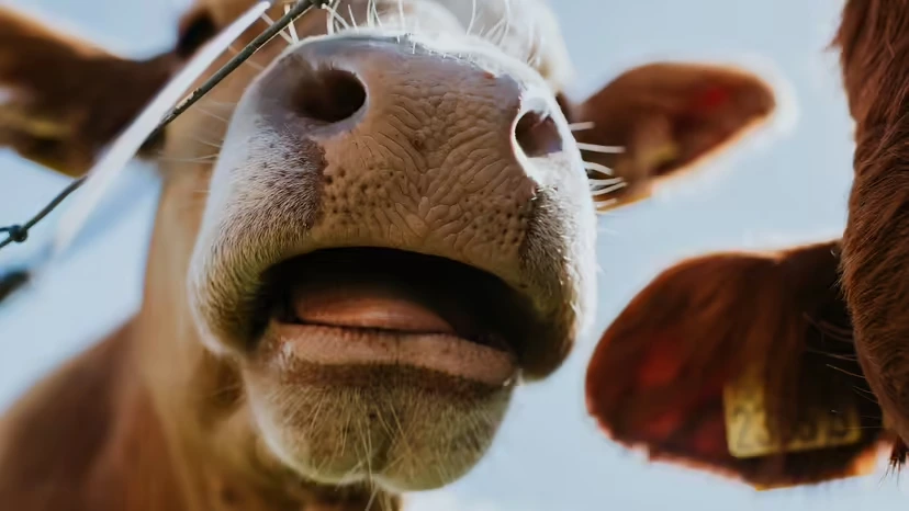 2025103116262058.webp 1.webp