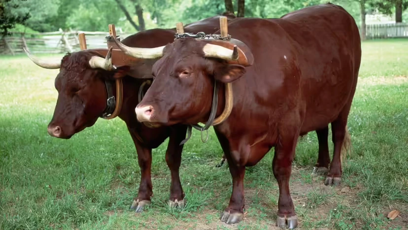 2025103116270827.webp 2.webp