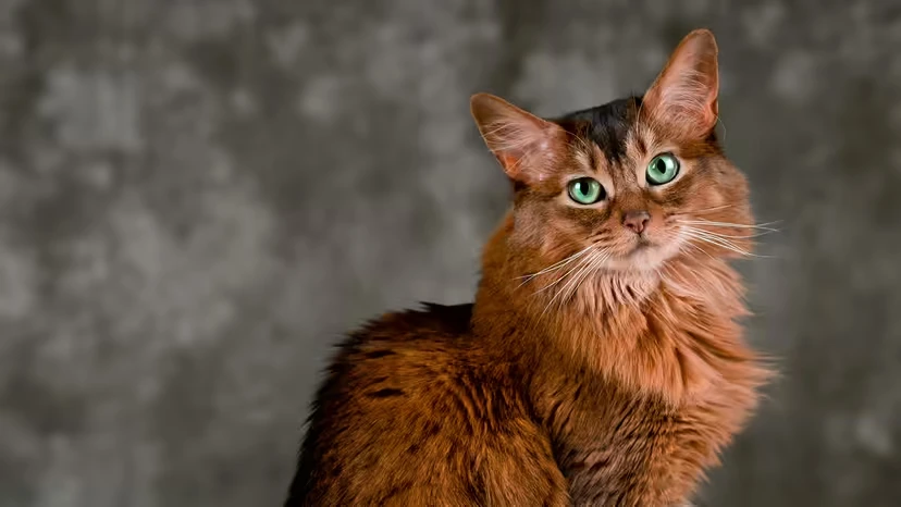 2025103119018810.webp 2.webp