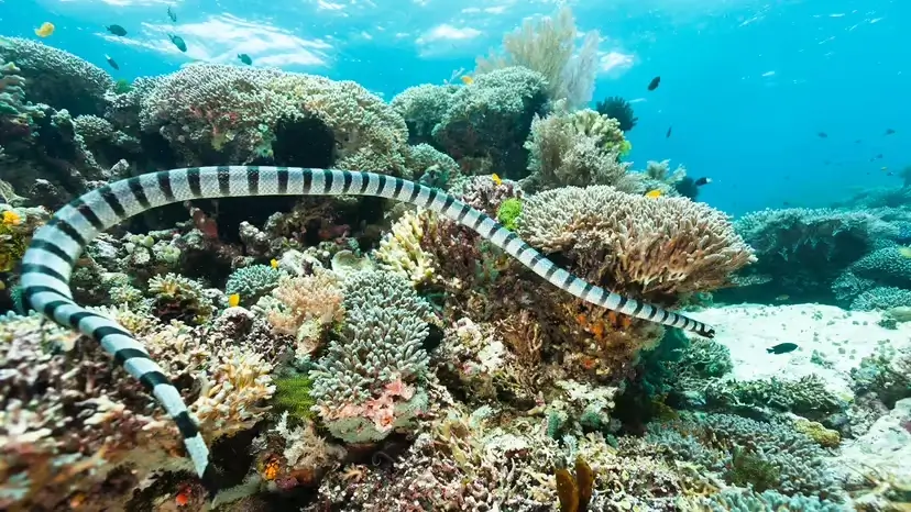 Sea Snakes: Smaller Than You Think, Deadlier Than They Look Sea Snakes: Smaller Than You Think, Deadlier Than They Look