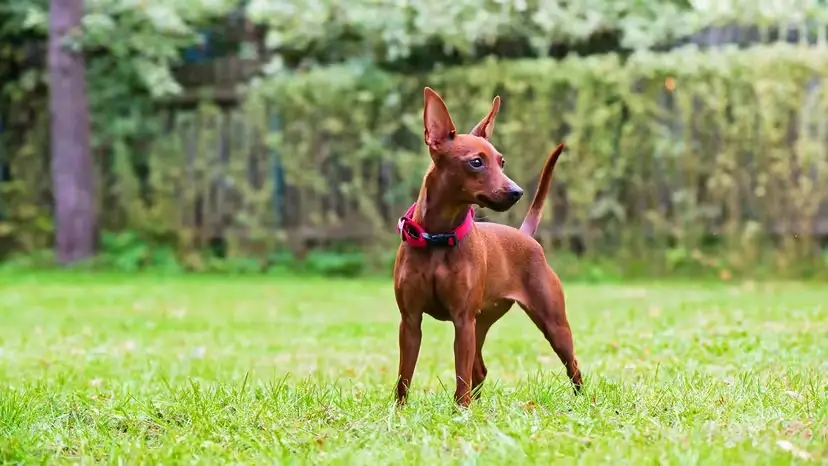 10 Cutest Dog Breeds That Melt Hearts (And Fit Real Life)