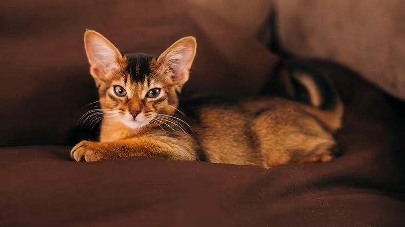 2025103126142659.webp 3.webp