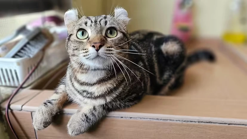 2025103152203468.webp 8.webp