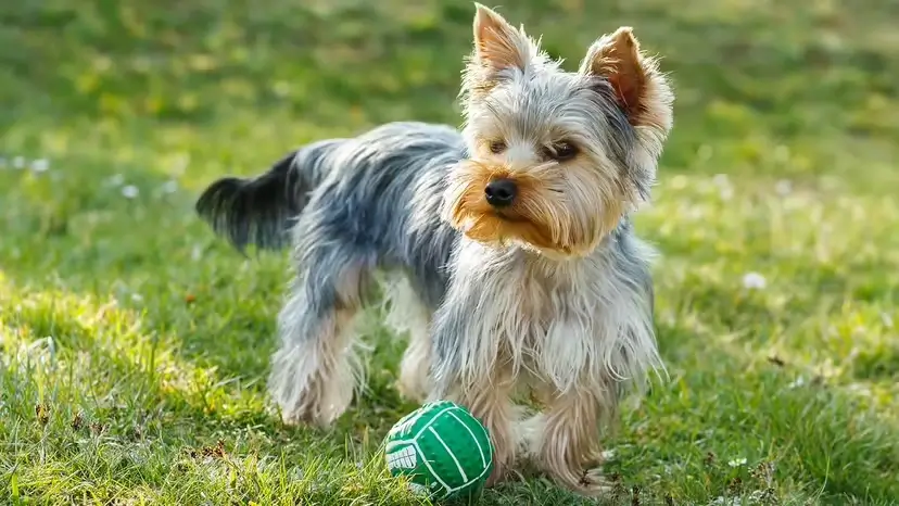 2025103171702175.webp 2.webp