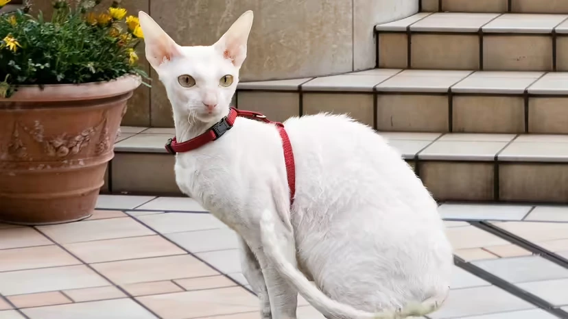 2025103175048553.webp 5.webp