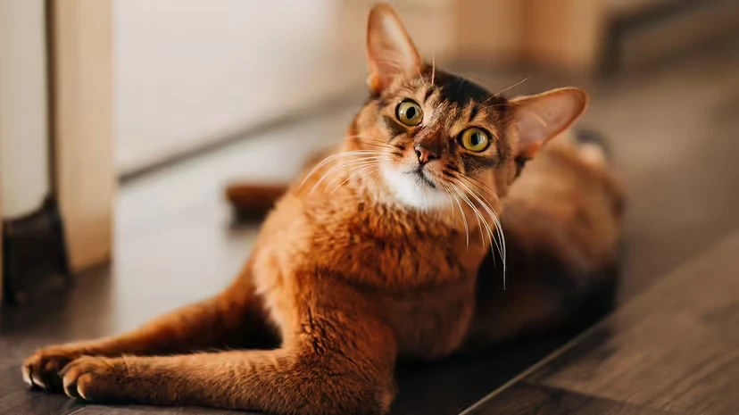Somali Cat: Long-Haired “Aby” Looks, Kitten-Like Energy