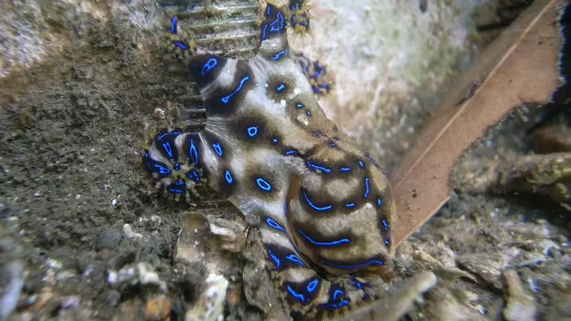 2025103196932644.webp 2.webp