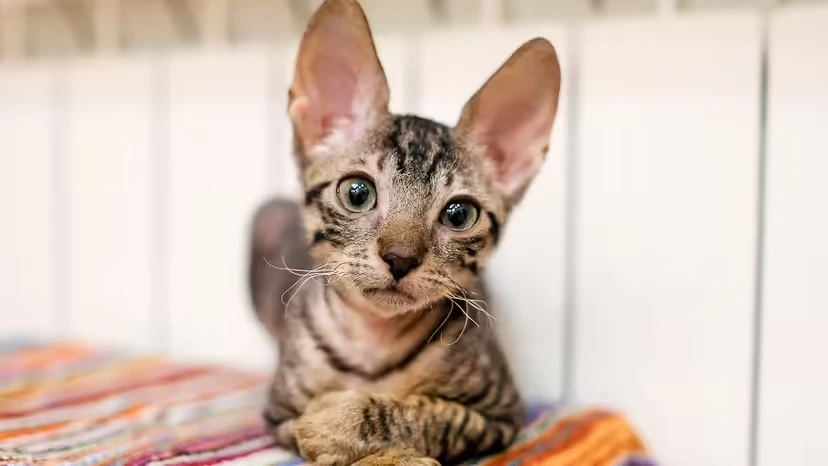 2025103199033287.webp 1.webp