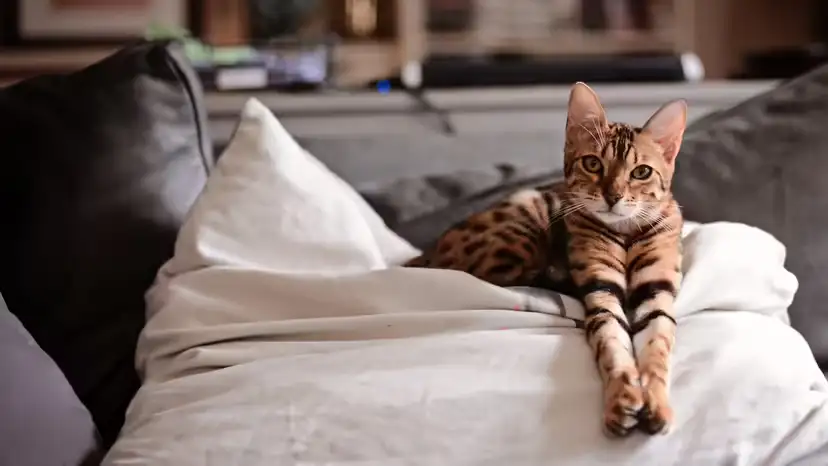 17 “Hypoallergenic” Cats: What Really Helps Allergy-Sensitive Owners