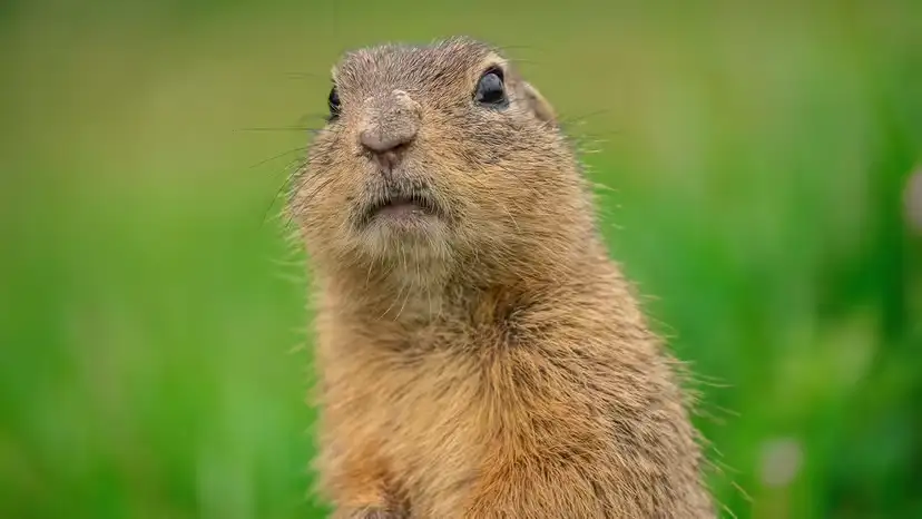 Groundhog vs. Gopher: Habits, ID, and What Their Tunnels Mean for Your Yard