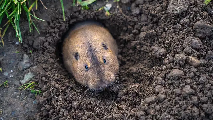 2025110318081580.webp 4.webp