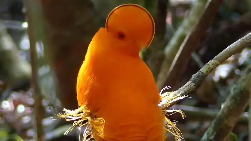 10 Weird Birds That Look Straight Out of Animation
