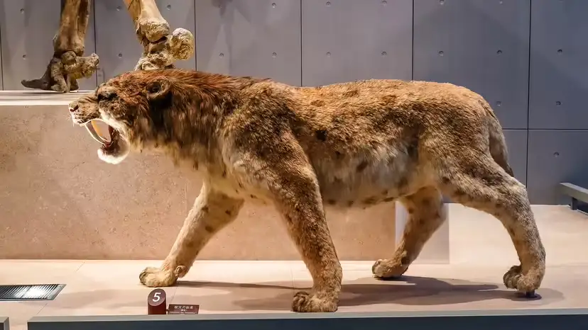 2025110513216149.webp 11.webp