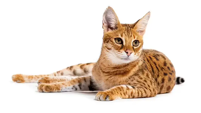 15 Most Expensive Cat Breeds in the World (With Prices, Traits & Care Tips)