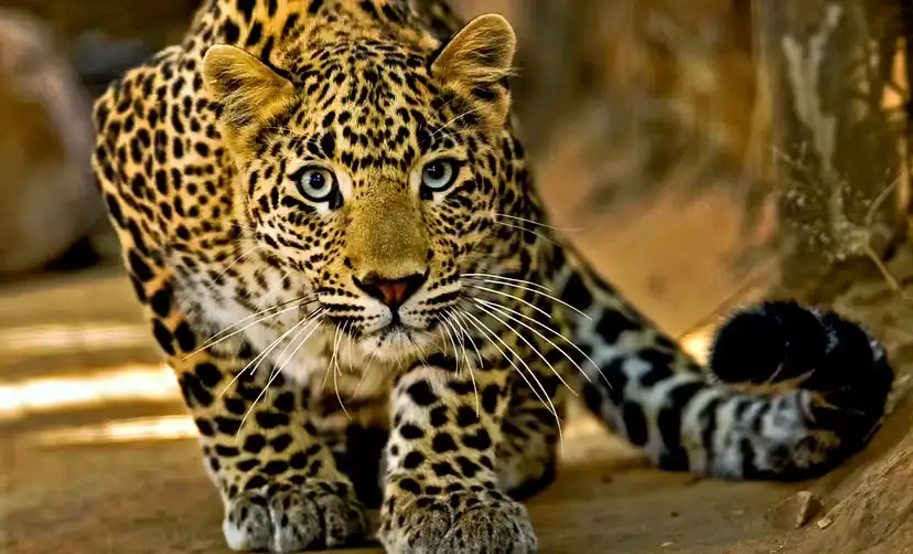 2025110555117268.webp 7.webp