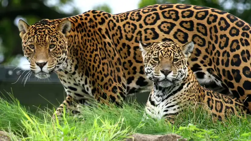 2025110562038437.webp 5.webp