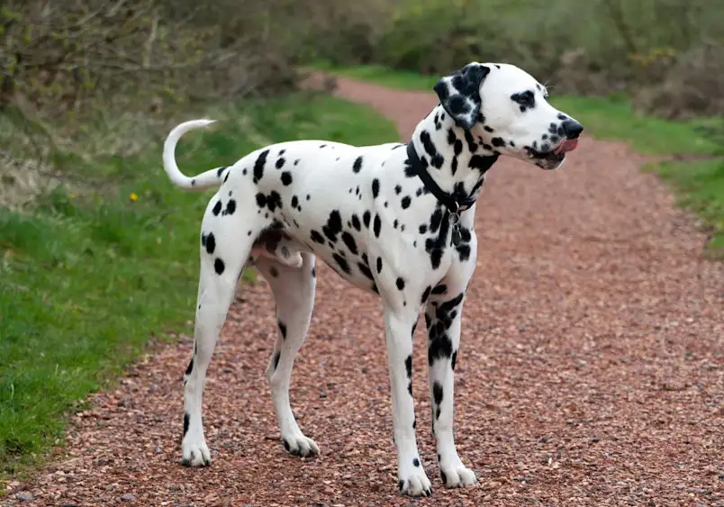 Are Dalmatians Good Family Dogs? Temperament, Care, Pros & Cons