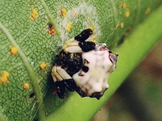 Bird‑dropping spiders