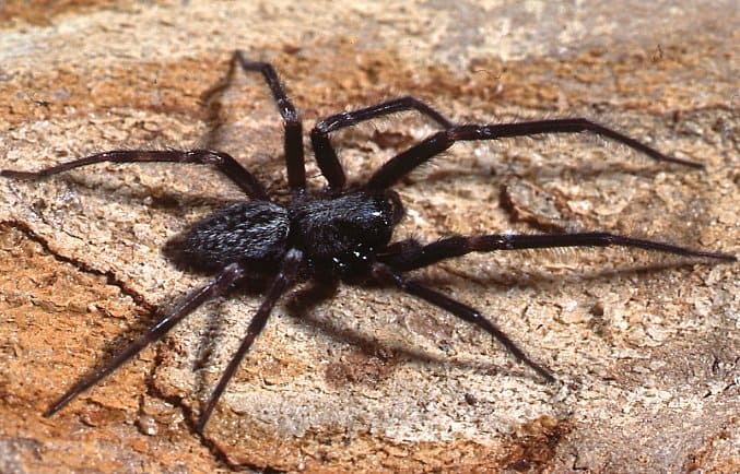 Black House Spider