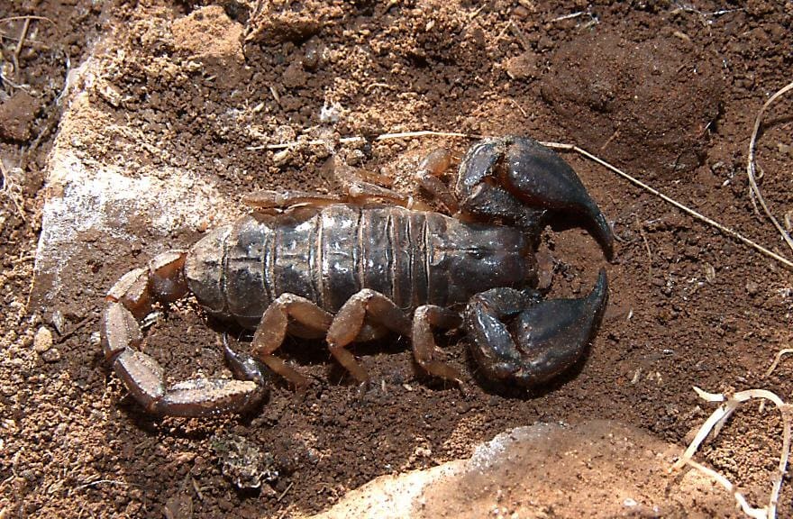 Black Rock Scorpion