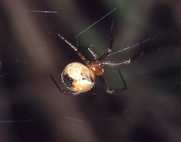 Comb‑footed platform spiders