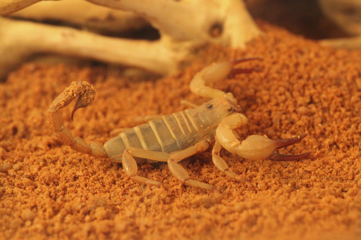 Desert Scorpion