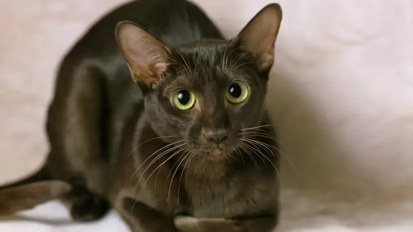 2025111712807601.webp 2.webp