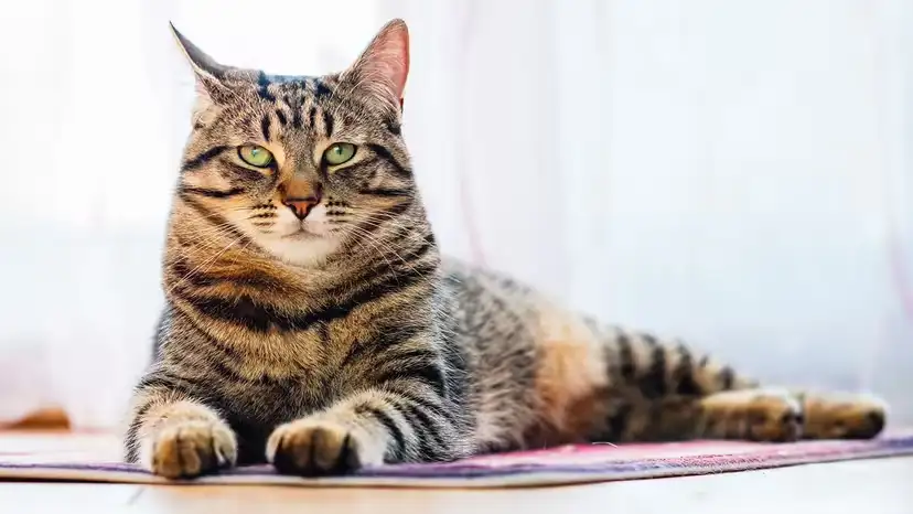 2025111714433065.webp 11.webp