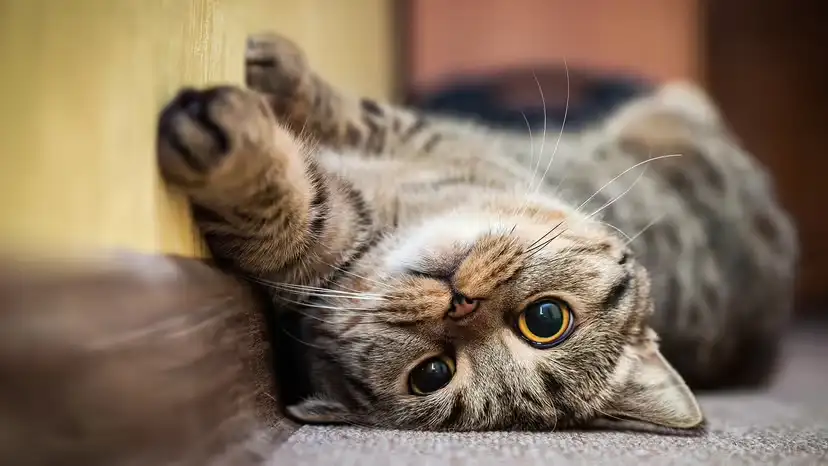 2025111718090321.webp 1.webp