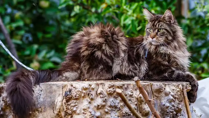 2025111745294506.webp 6.webp