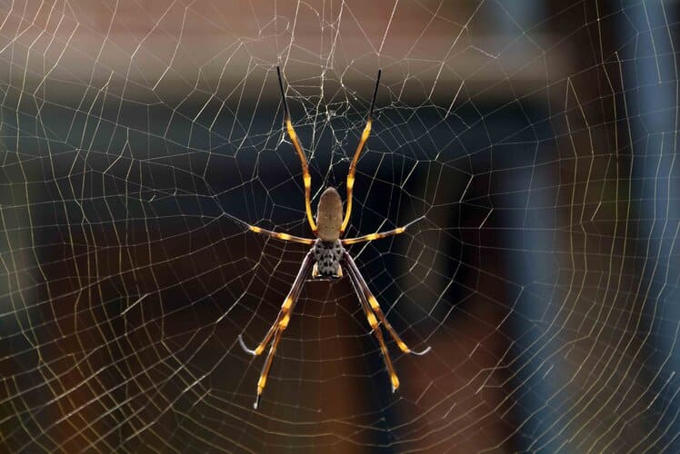 Golden Orb‑weaving Spiders