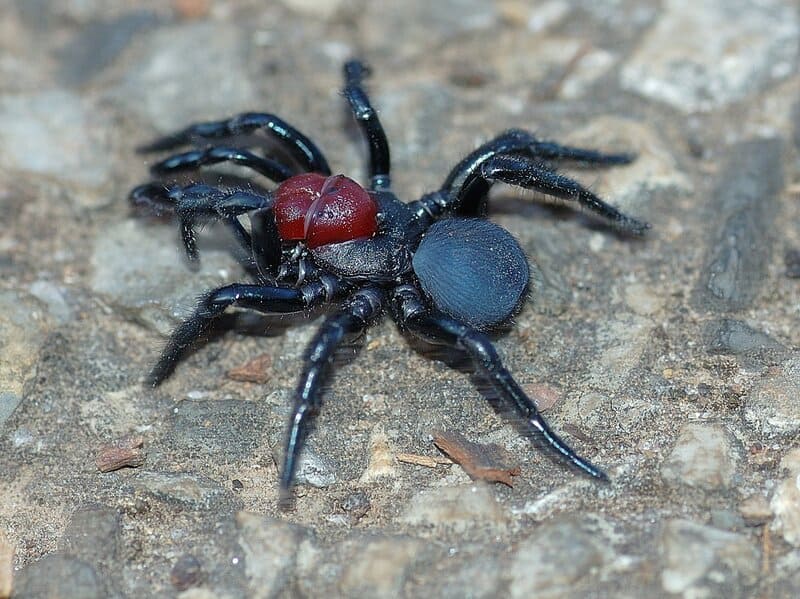 Red-headed Mouse Spider