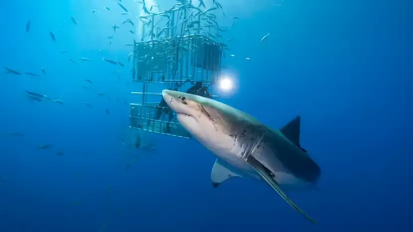 2025111815154830.webp 2.webp