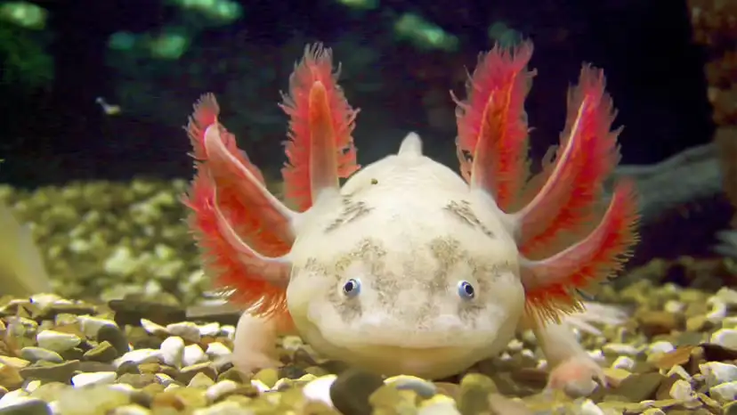 Where Axolotls Live and Why They Look So Remarkably Strange