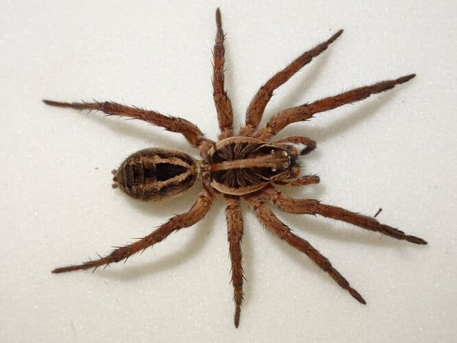 Wolf Spiders
