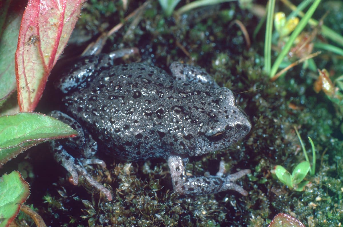 Bibron Toadlet