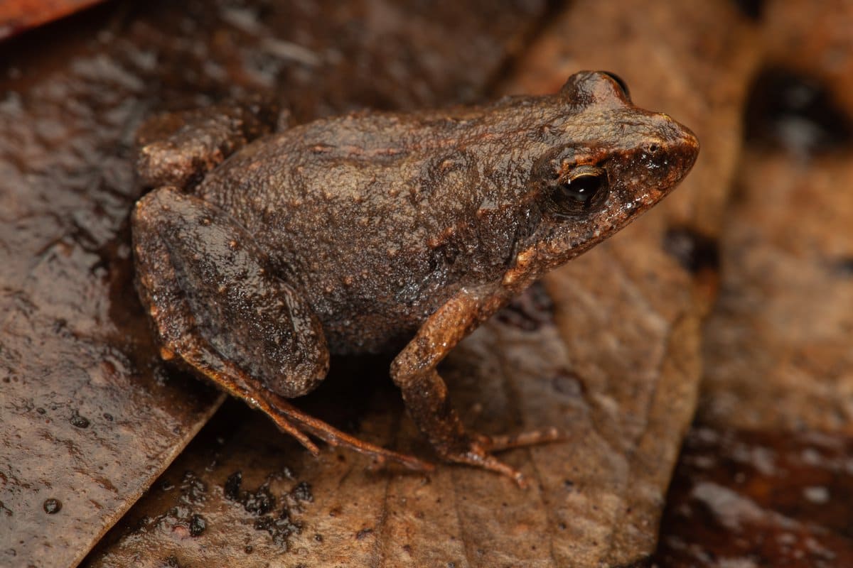 Common Eastern Froglet
