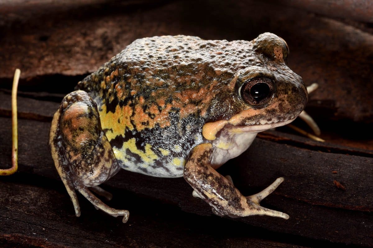 Eastern Banjo Frog