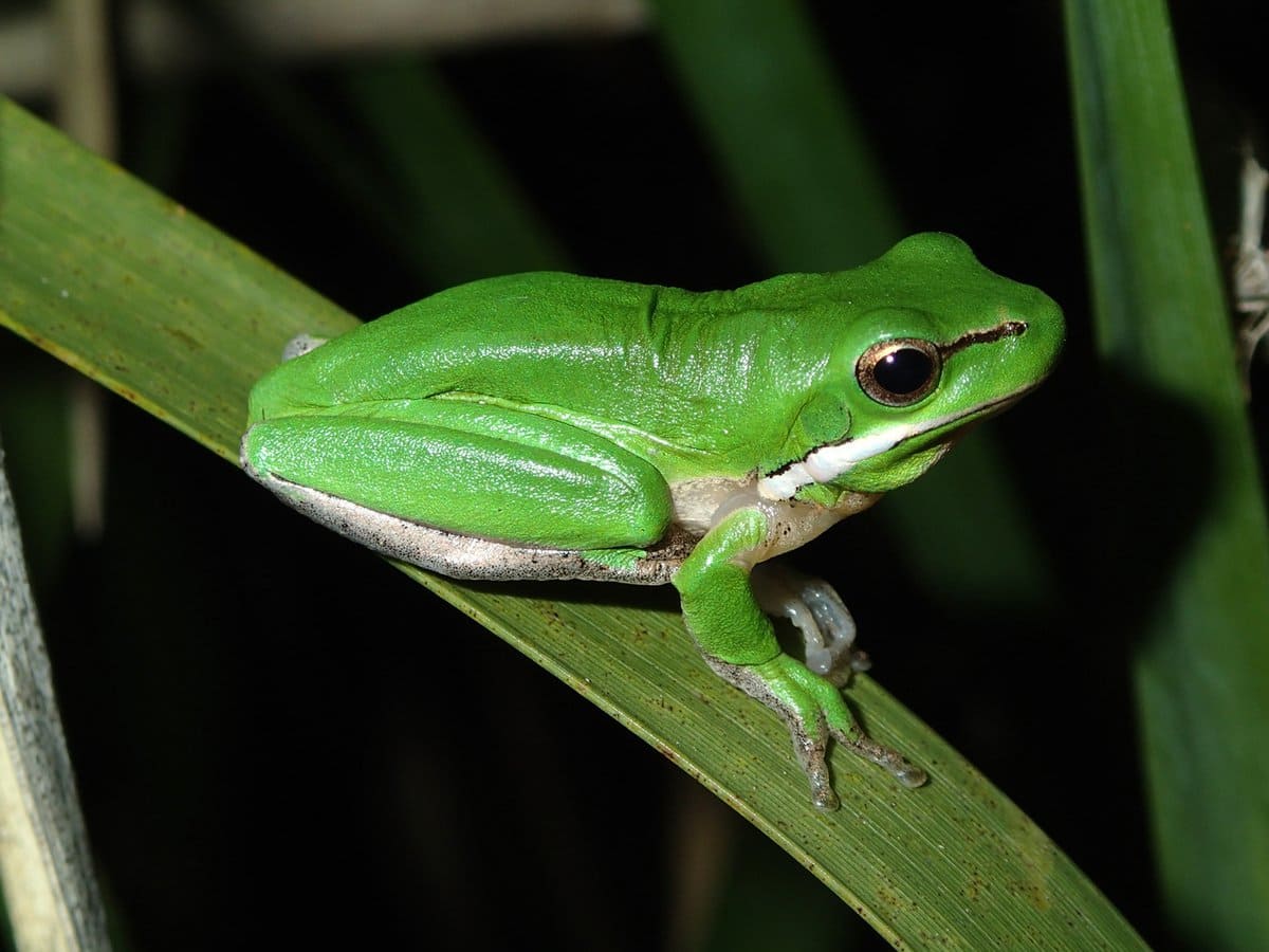 Eastern Dwarf Tree Frog