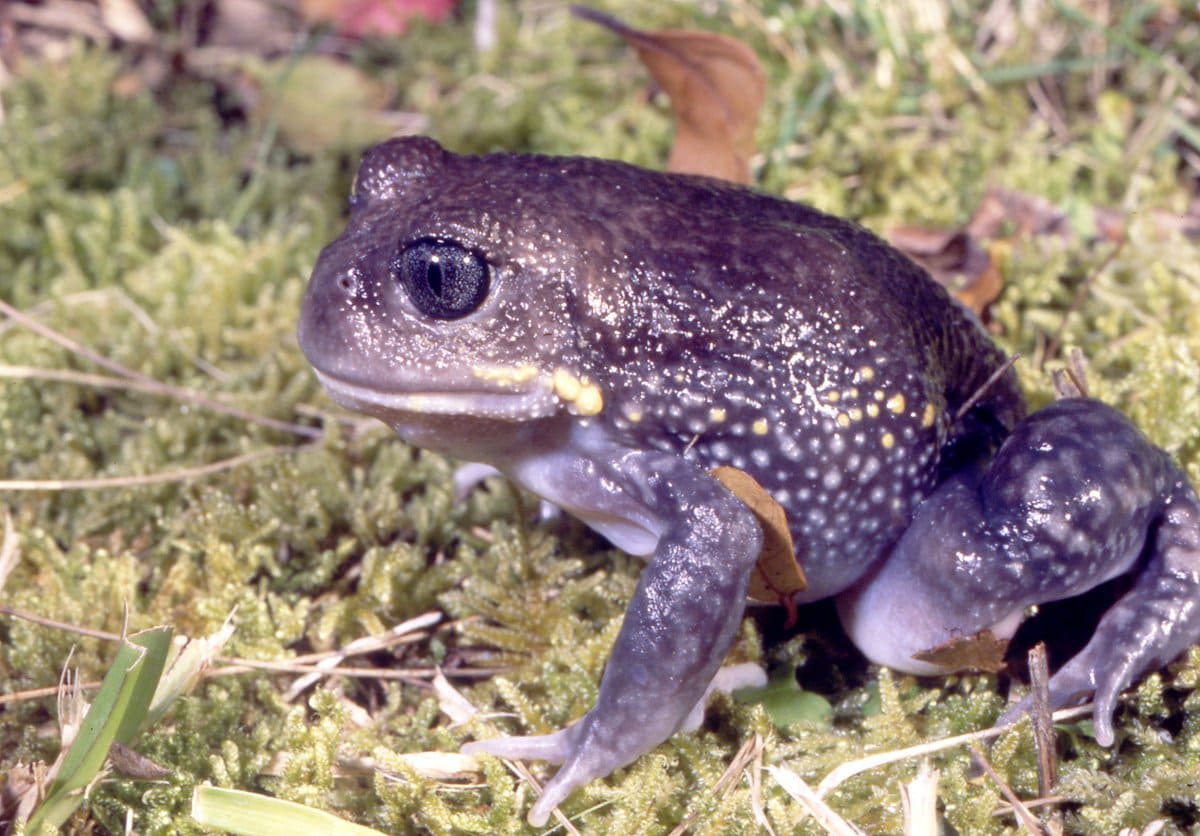 Giant Burrowing Frog