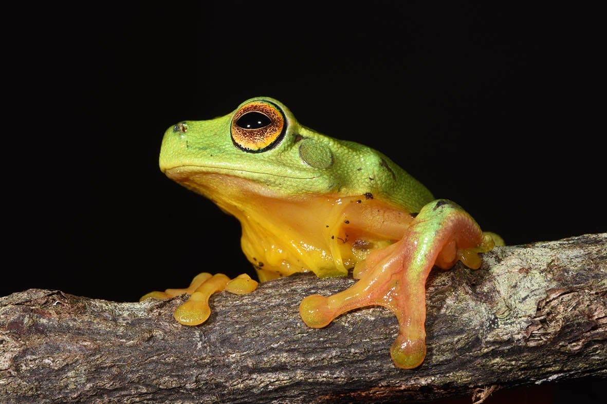 Graceful Tree Frog
