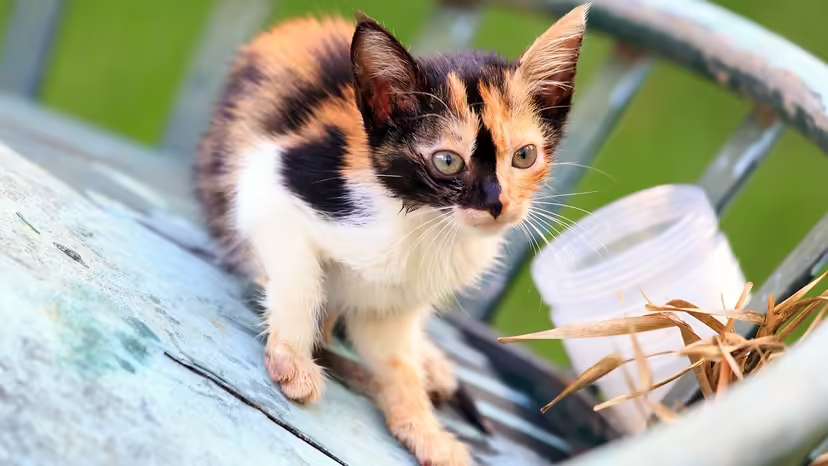 Calico Cats: Why These Tricolor Felines Are So Unique