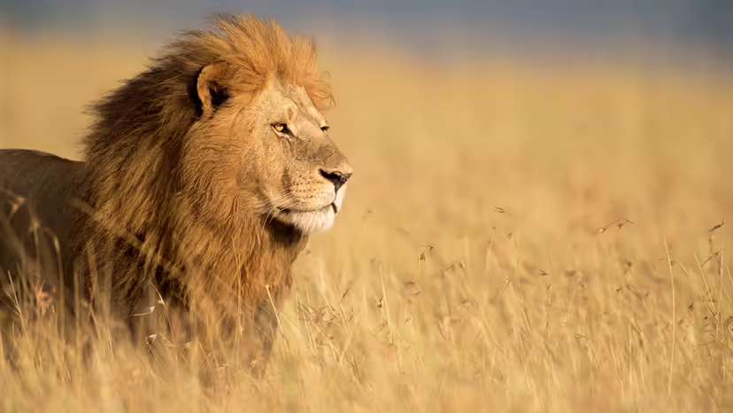 The Lion: A Surprisingly Slow but Remarkably Powerful Predator