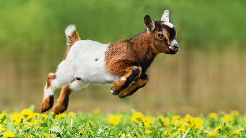 What Is a Baby Goat Called? Kids, Bucklings, and Doelings Explained