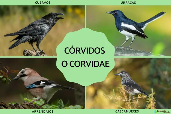 Corvids (Corvidae): What They Are, Key Traits, and Main Types