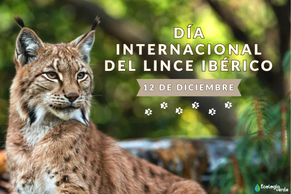 International Iberian Lynx Day: When It Is and How You Can Really Help This Endangered Cat
