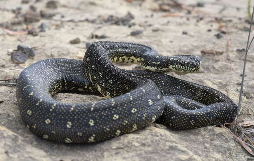 Diamond Python