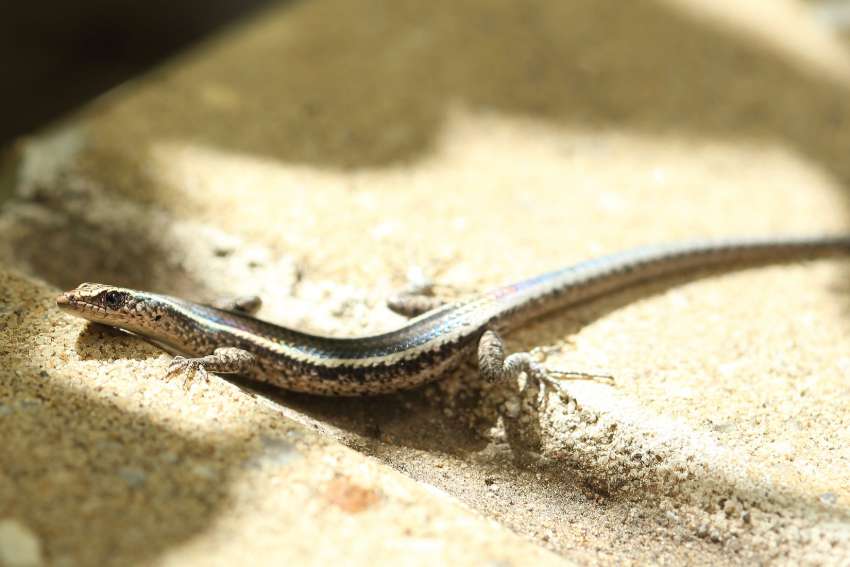 Fence Skink